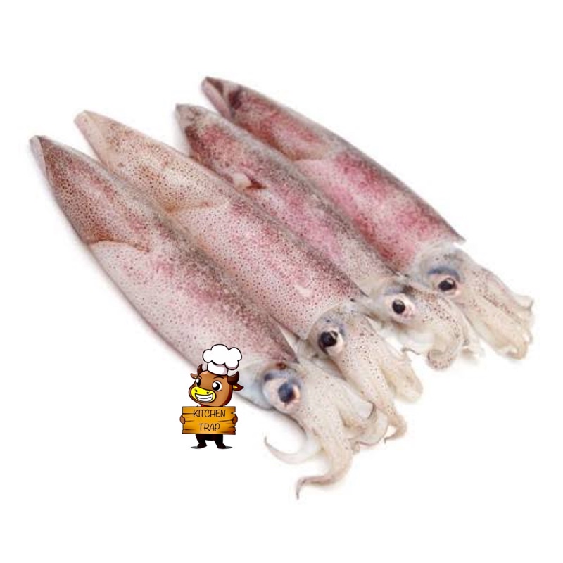 

[ Seafood ] Cumi Segar Size Kecil Kemasan 500 Gram