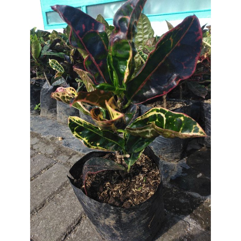 tanaman daun puring kura