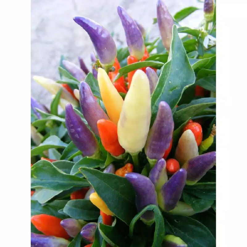 bibit cabe rainbow bolivian (perbiji)
