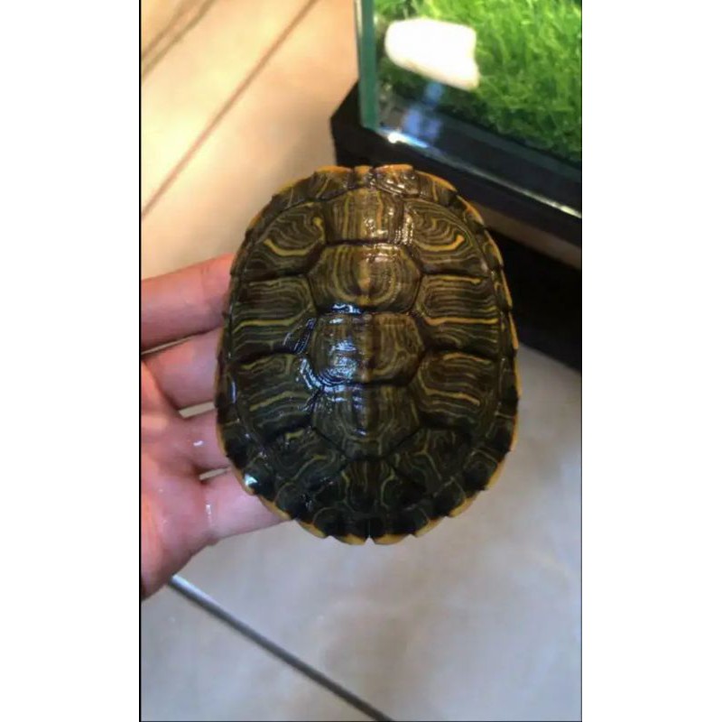 Kura Kura Brazil Hybrid Medium Size 10cm. Jantan