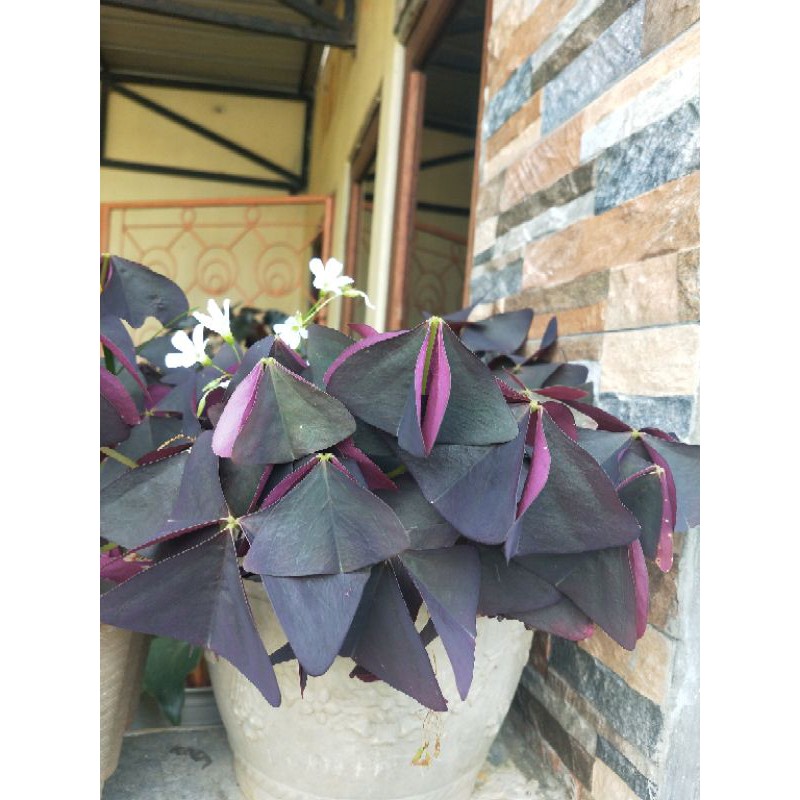 bunga kupu kupu oxalis