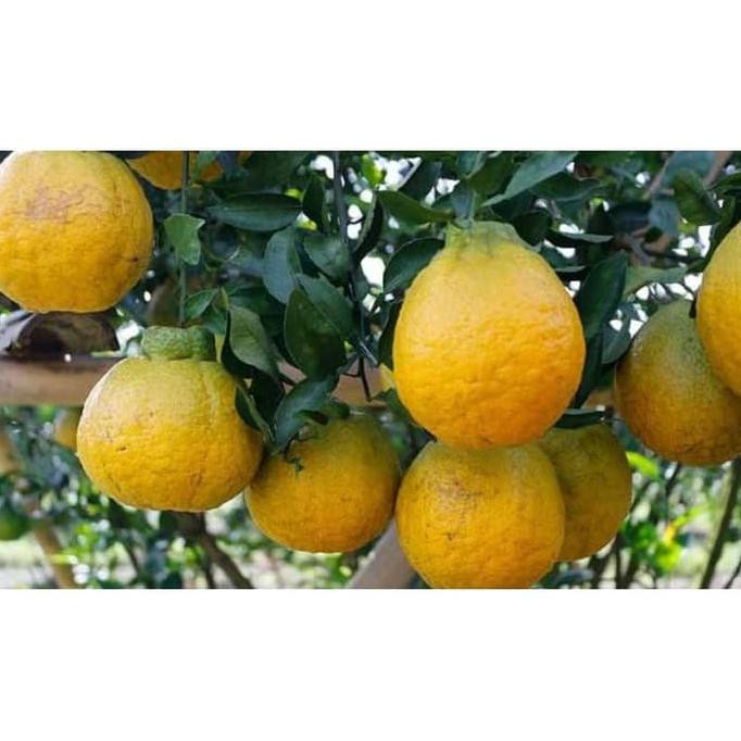 

Bibit Jeruk Dekopon Okulasi Poho Jeruk Buah Jeruk Dekopon Tokabkbek33 Ayo Beli