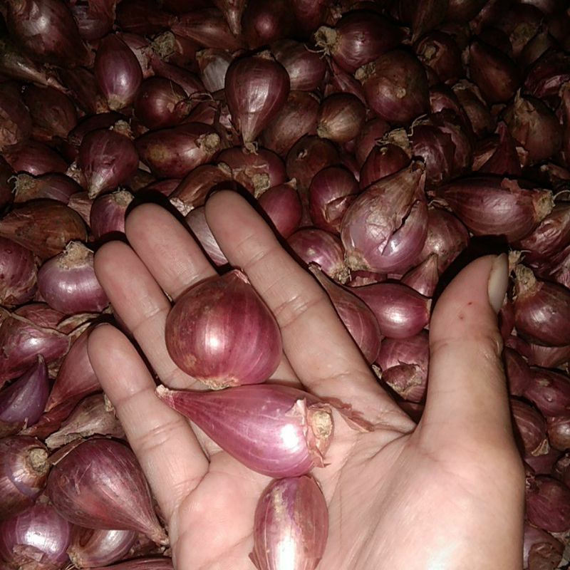 

Bawang merah