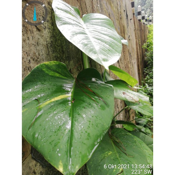 Jual Real Variegata Sirih Gading Jumbo Daun Besar Shopee Indonesia