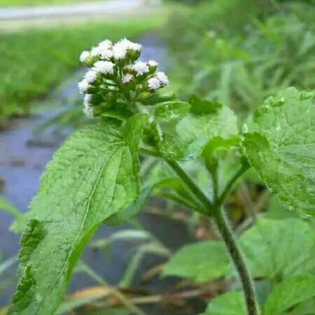 

Daun bandotan / babadotan 100 gram