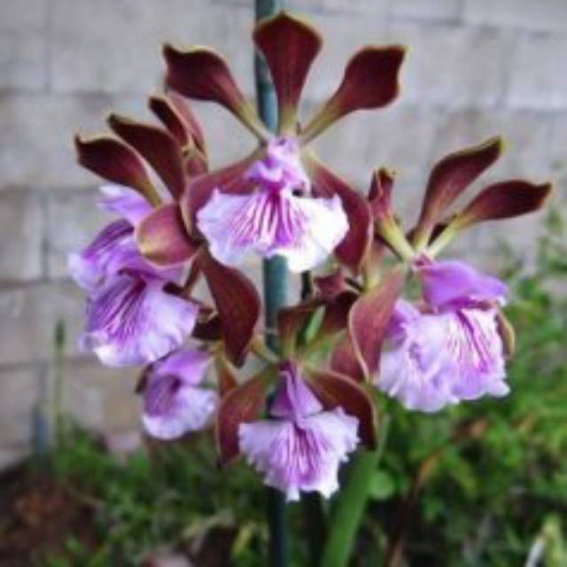 Paket enciclia brassia remaja