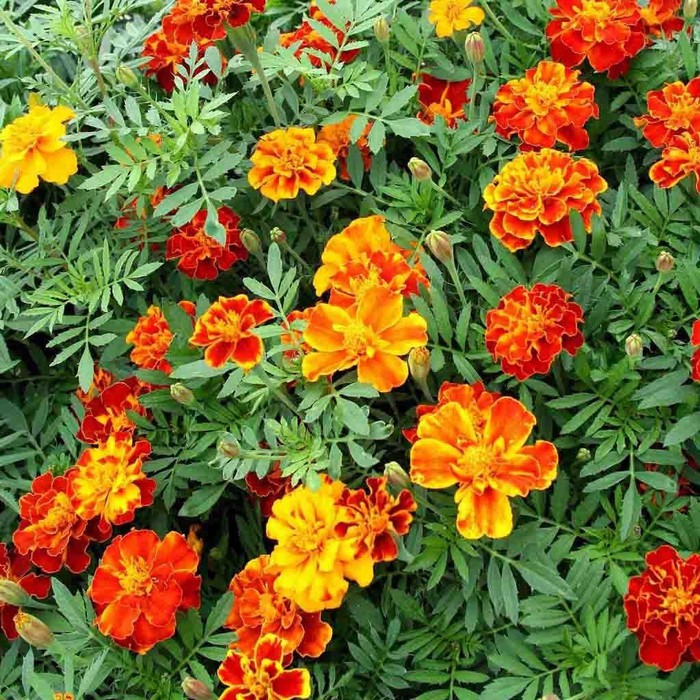 Benih Bibit Biji - Bunga Marigold (French) Dwarf Double Mixed Flower Seeds - IMPORT