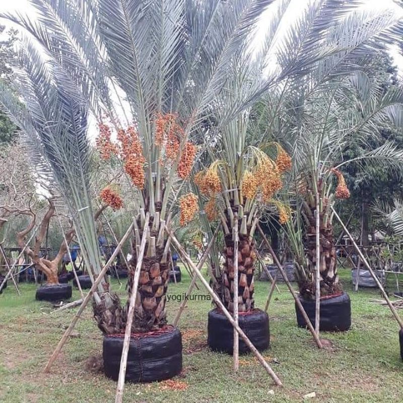 pohon kurma ajwa - pohon kurma betina