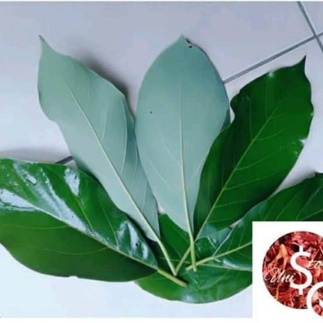 

DAUN ALPUKAT atau alfuket