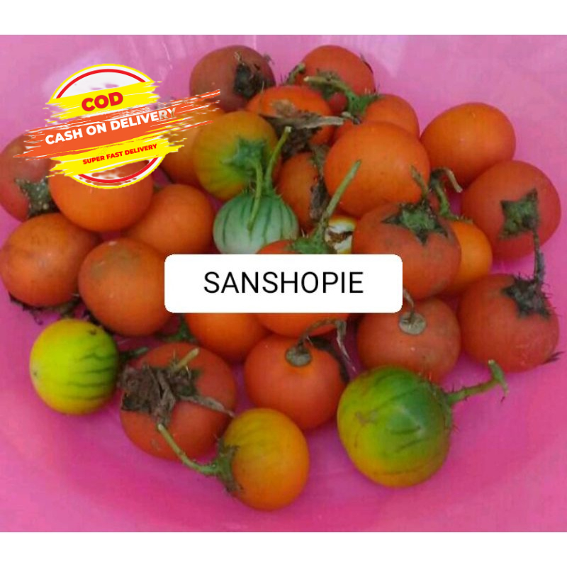 

Buah Terong Pari Terong Duri Segar Per 600 Gram