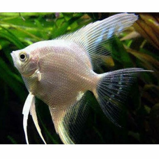 Ikan Manfish Platinum Aquascape