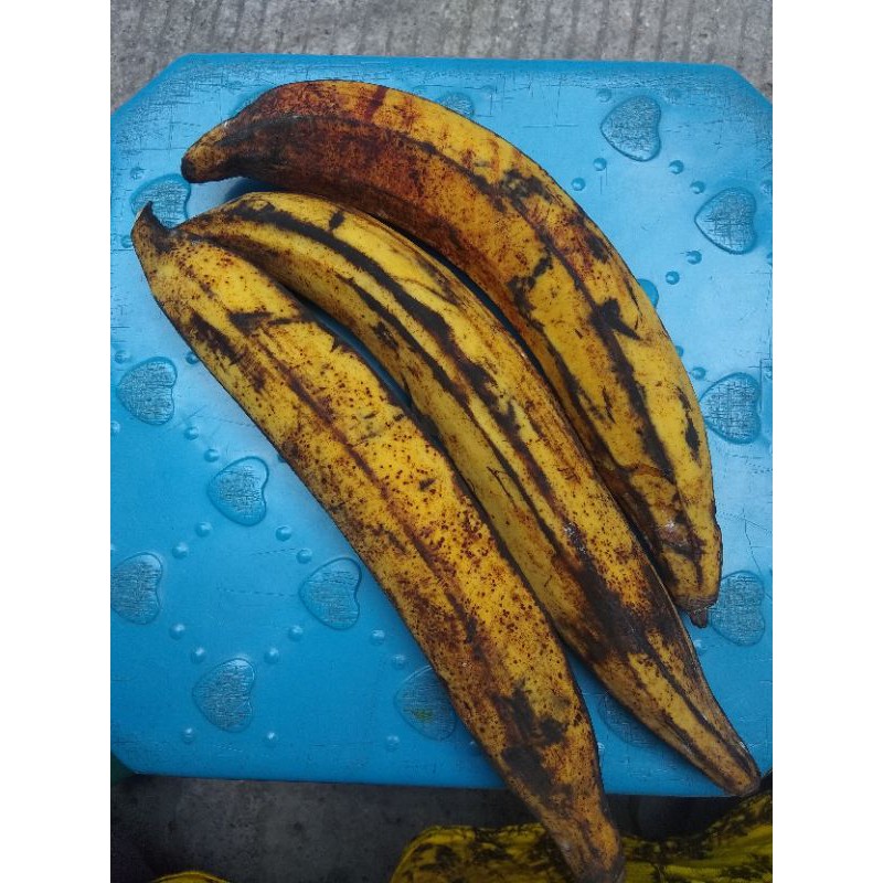 

KangSayur - Buah Segar PISANG TANDUK Manis Matang Untuk Kolak dan Pisang Goreng