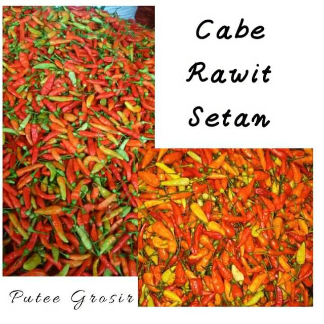 

Cabe Rawit Setan ( Super Pedas ) 1kg