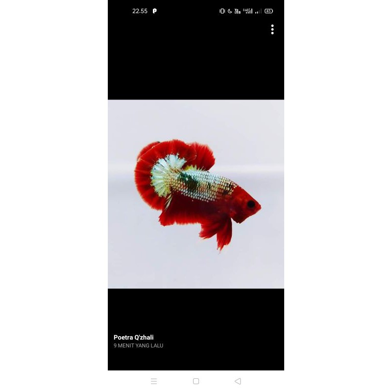 Cupang bahanna plakat Fccp red head