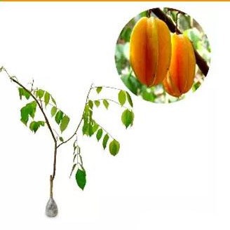 

Belimbing Madu 50cm