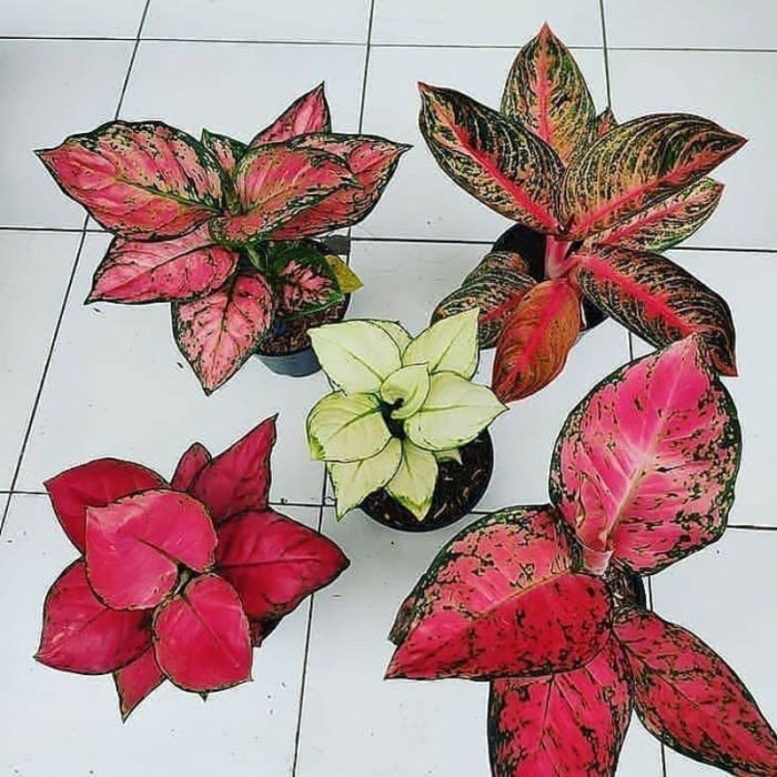 promo paket 5 bonggol aglonema,red anjamani,red heart,widuri,super white,red sumatra