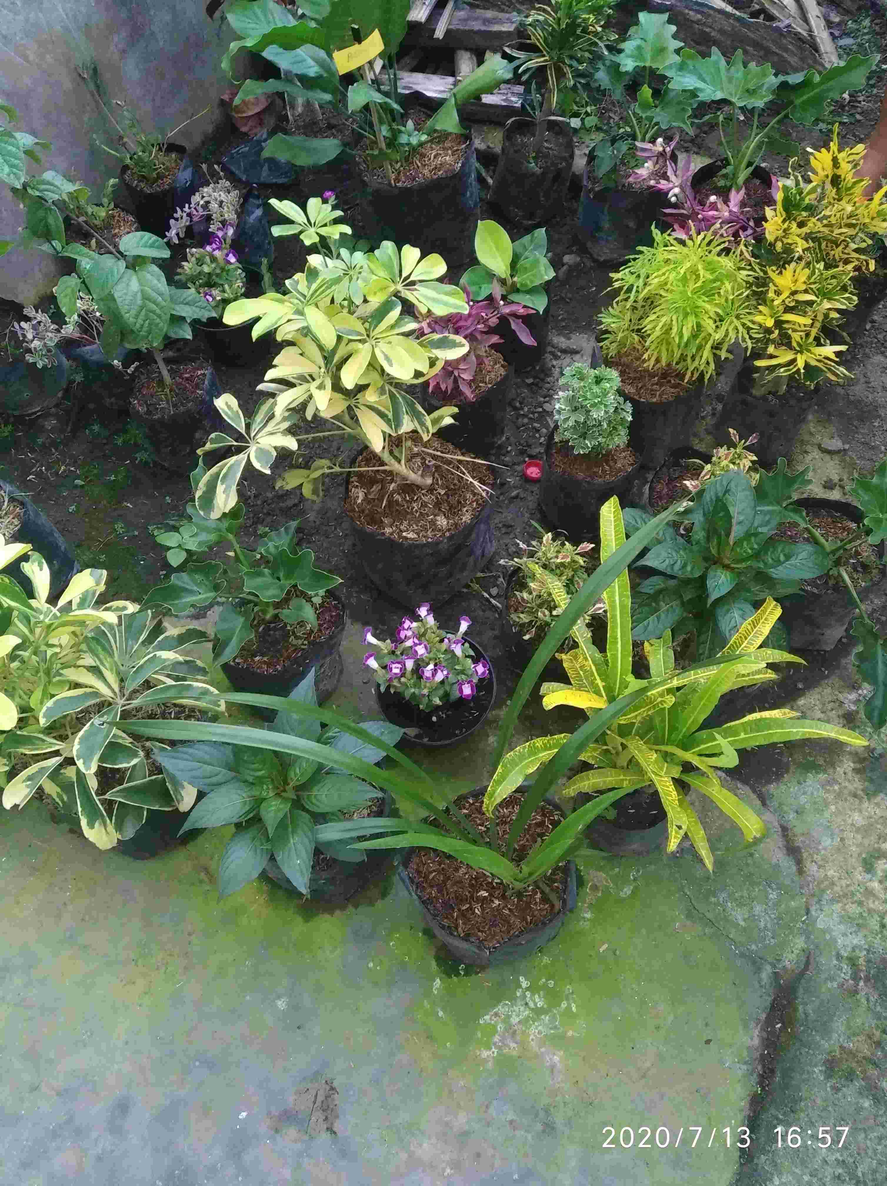 Sekam Mentah Media Tanam 1kg