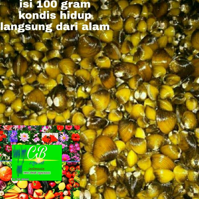 

remis/laya/kerang alami/organik 100 gram