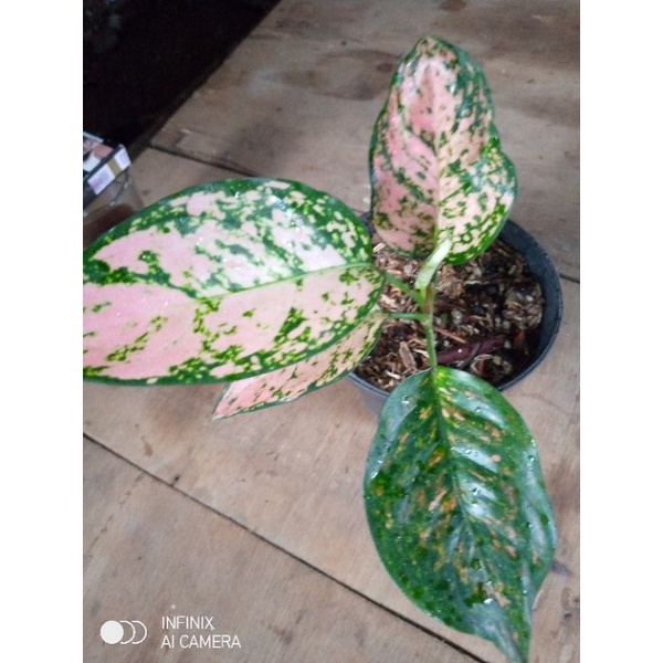 tanaman hias aglonema Ruby valentine