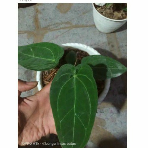 Anthurium forgeti. Kuping gajah buta