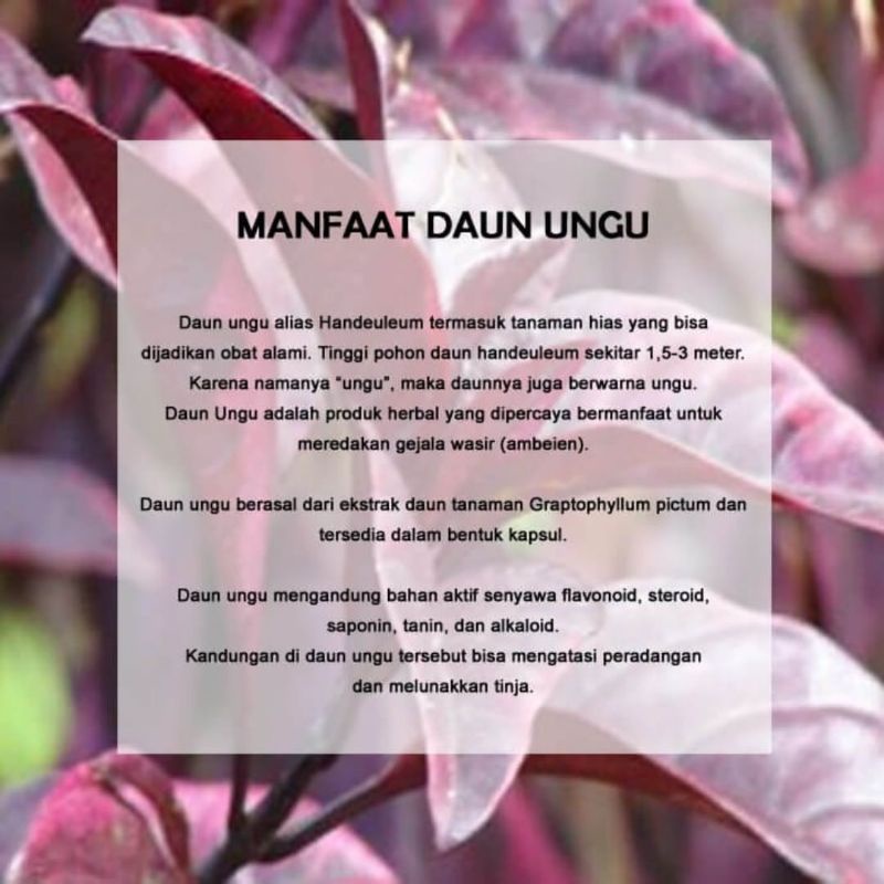 Tanaman Pohon Herbal Daun Ungu