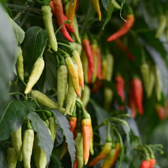 Seed Center Bibit Benih Cabe Shypoon (5 Seeds)