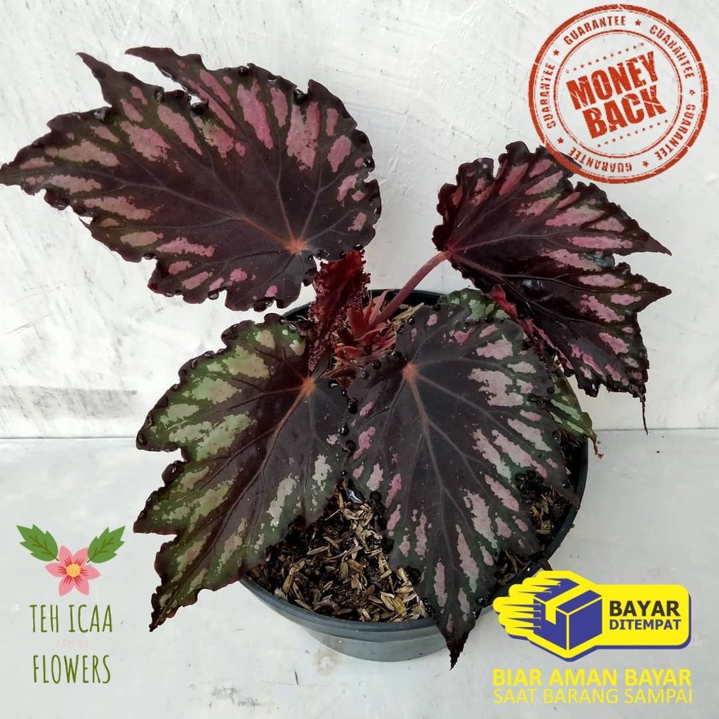 Harga Begonia Tanaman Hias COD Terbaru Oktober 20   BigGo Indonesia