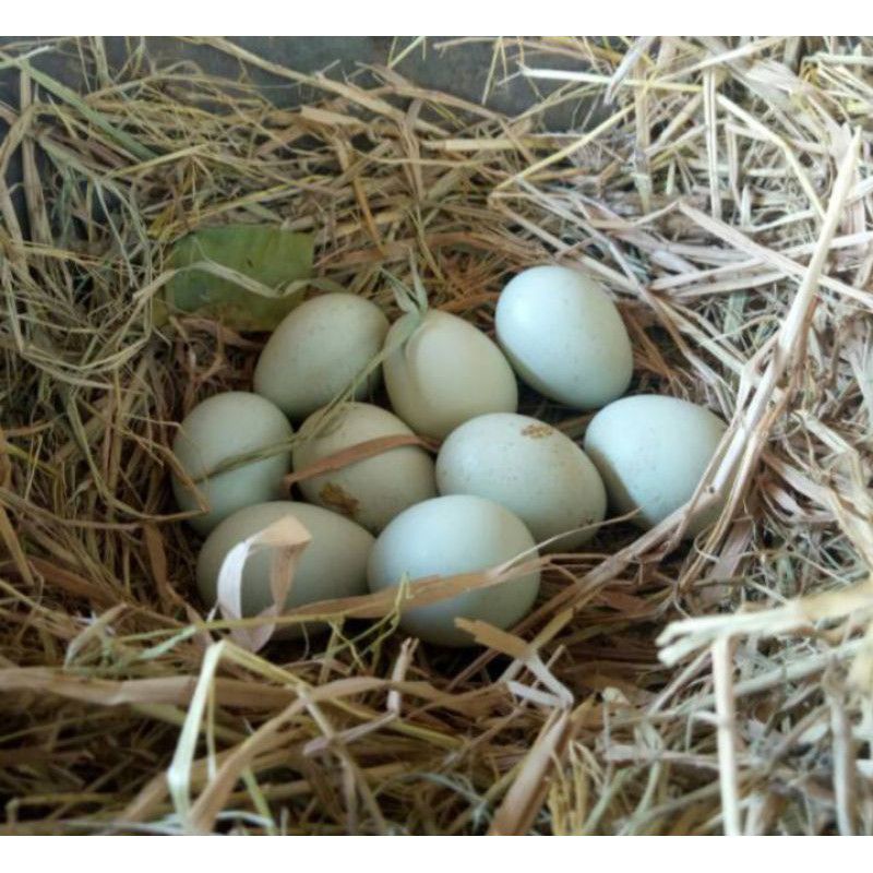 TELUR AYAM BIRMA UNTUK DI TETASKAN