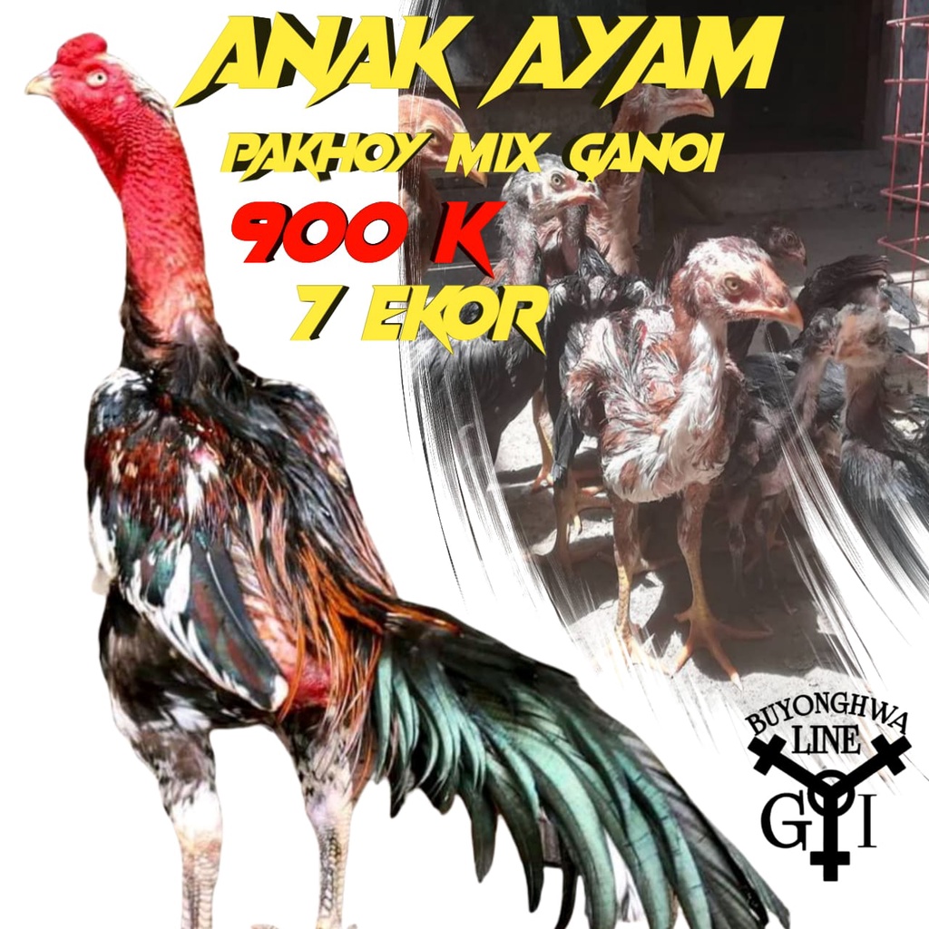 anak ayam pakhoytrad asli mix ganoi line red 7 ekor usia 3 bulan