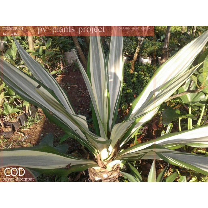 pohon agave | tanaman agave