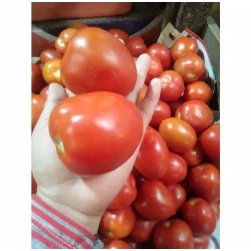 

tomat merah