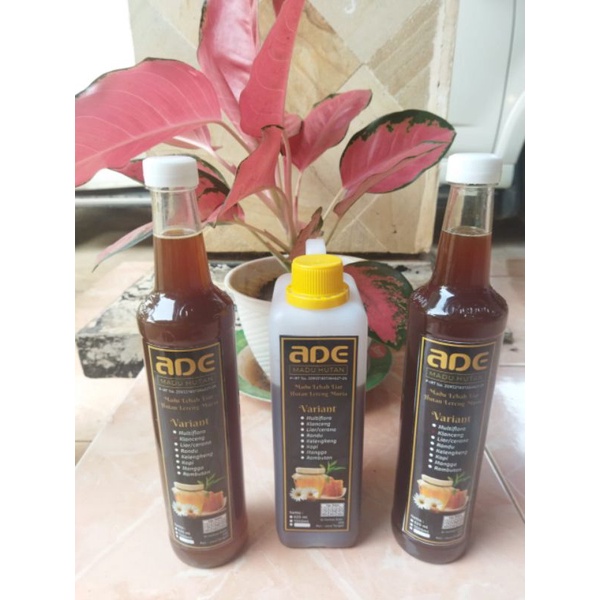 

madu murni dengan berbagai jenis, apis dorsata, apis mellifera, apis cerana, apis, trigono.