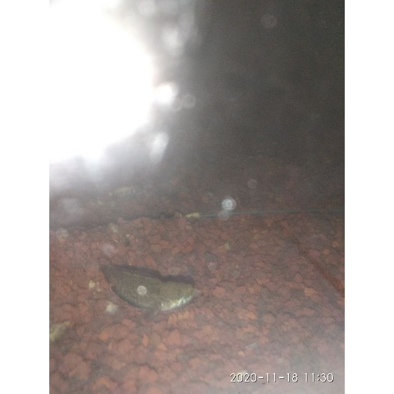 channa andrao size 3-5cm