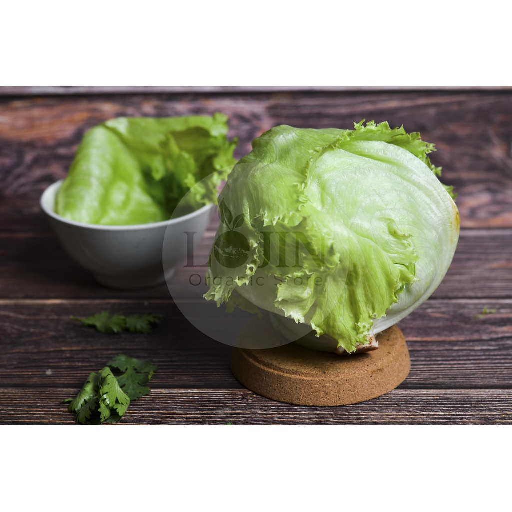 

Selada Head/Iceberg Organik - Lojin Organic Store