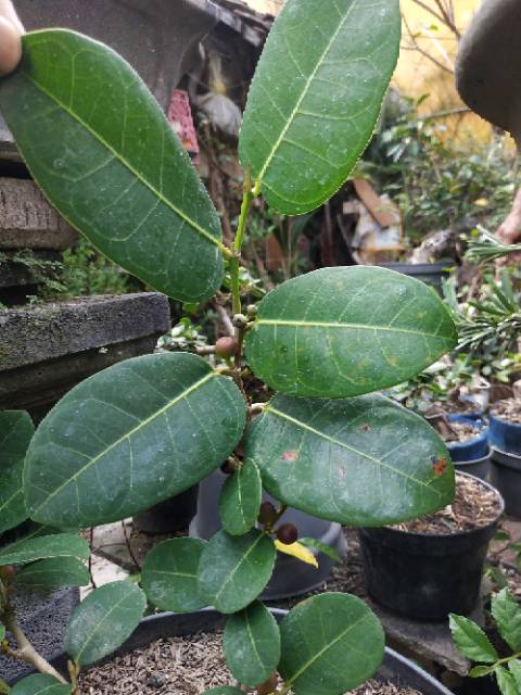 Bahan Bonsai Ampelas Micro Impor