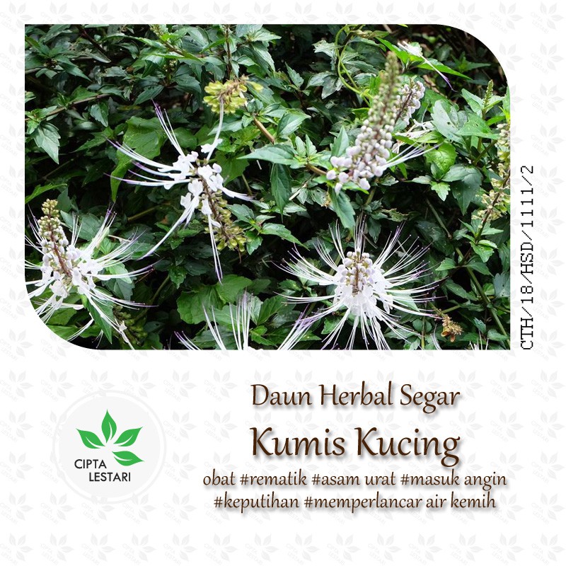 

Daun Kumis Kucing Segar 250 gram Basah Fresh - Obat Ramuan dan Jamu Herbal