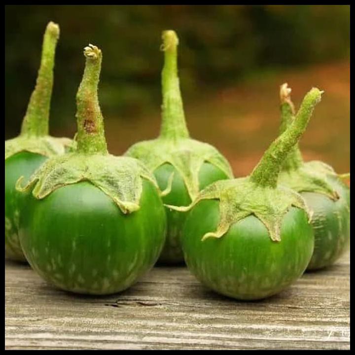 BENIH / BIBIT / BIJI - TERONG HIJAU BULAT LALAPAN LIMAO JAWARA - LOKAL