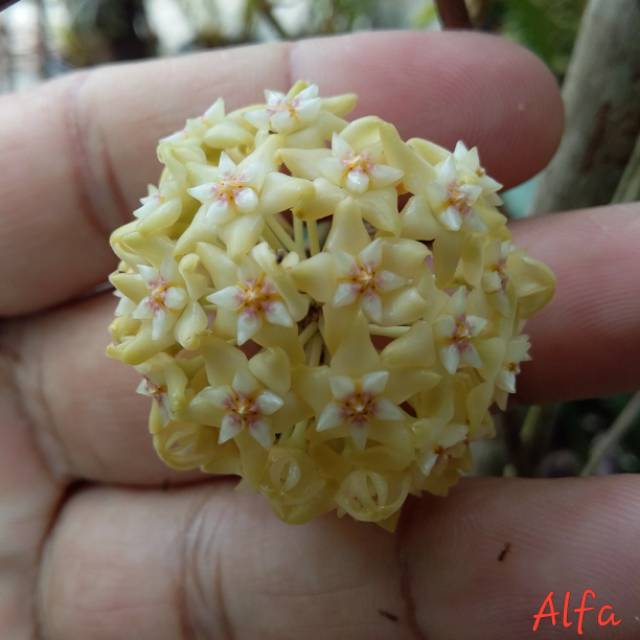 Hoya sp