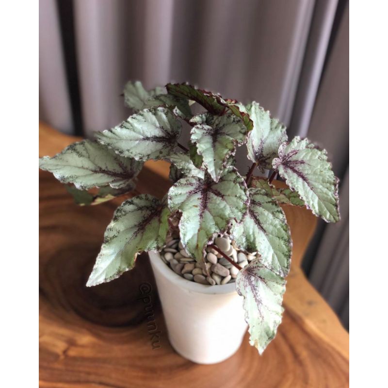 Begonia Rex Silver