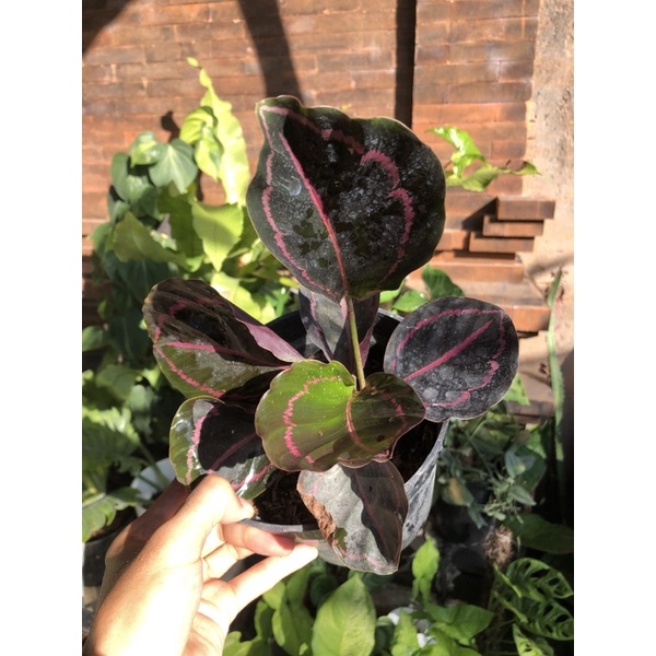 Calathea Black Lipstick