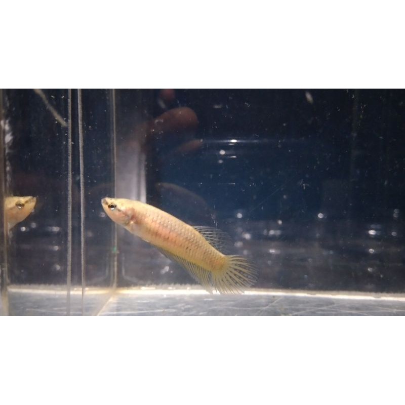 ikan cupang alam liar female mahachai