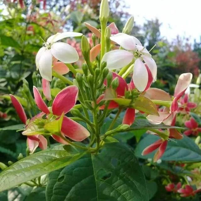 Pohon bunga melati belanda - tanaman hias melati belanda- melati belanda
