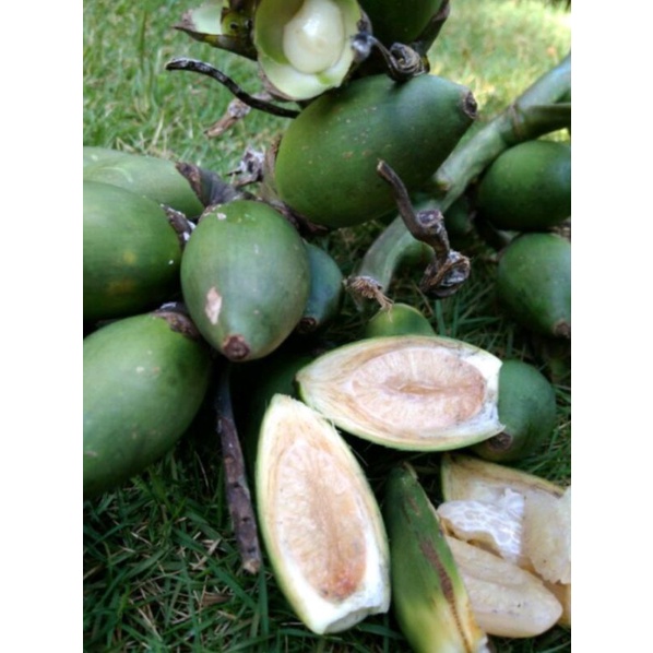 

jambe muda fresh 1kg
