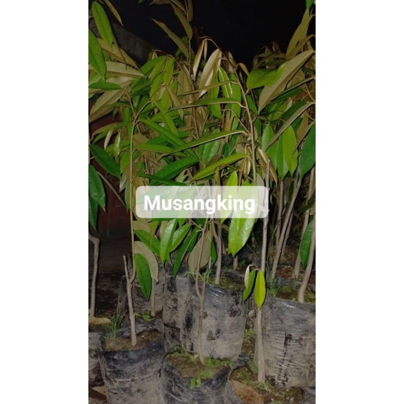 

bibit durian musangking cepat berbuah stek okulasi - AGRO WISATANI