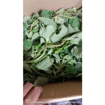 

Daun Bangun Bangun Segar 500gr