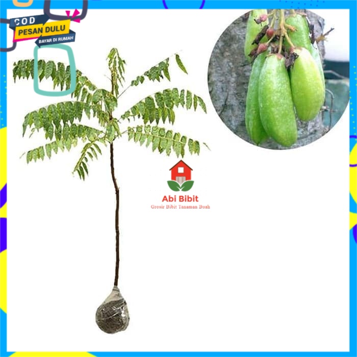 Bibit Buah Belimbing Wuluh