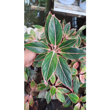 Aglonema Lipstik Tiger Remaja