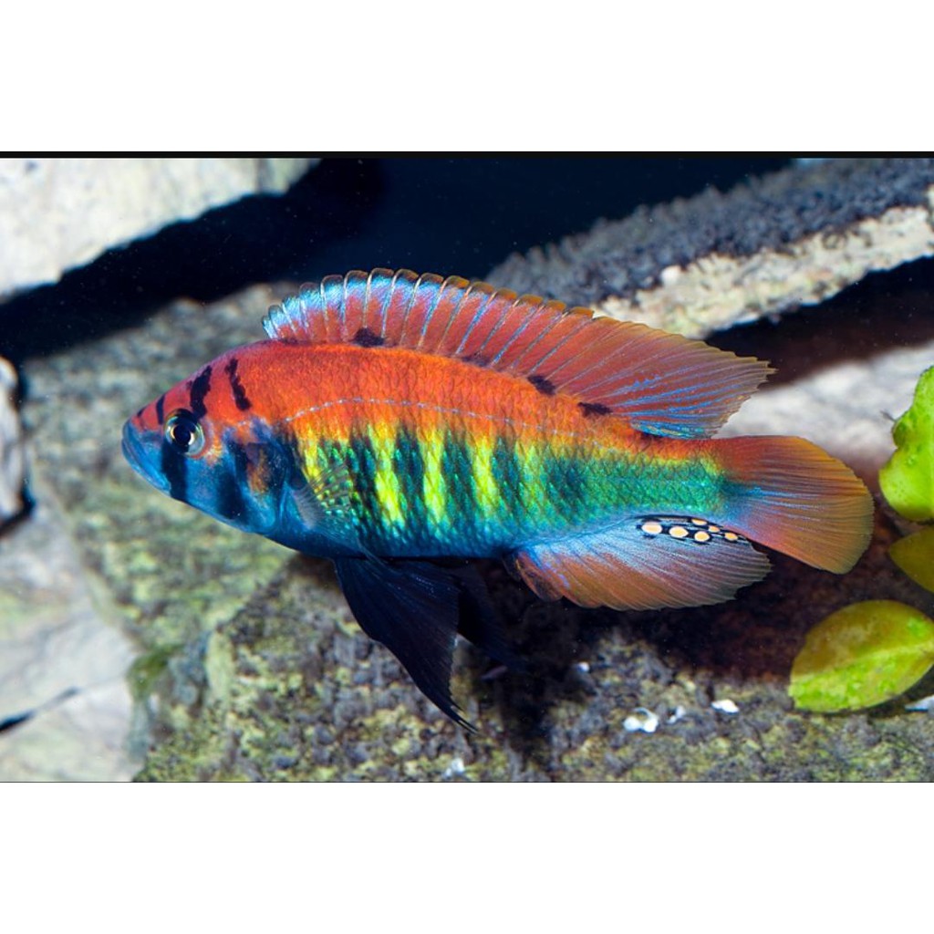

Ikan Cichlid Pundamilia