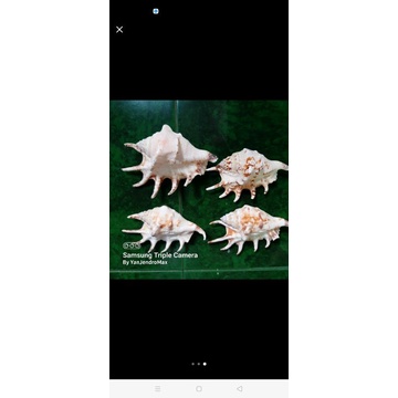 Sport Sistem Cangkang Kerang Lambis Untuk Koleksi Penggemar