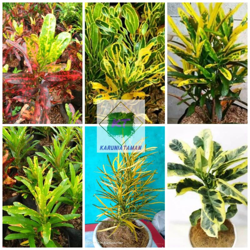 paket pohon puring 6 jenis, puring jari merah, puring Twister, puring jari kuning, puring jari kunin